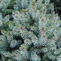 Picea omorika 'Nana' rameau